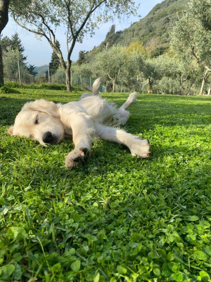 Sotto Il Cielo Di Toscana Appartamenti In Tenuta Only Adults No Pet كامايوري المظهر الخارجي الصورة