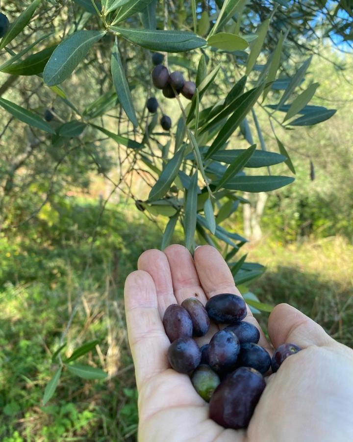 Sotto Il Cielo Di Toscana Appartamenti In Tenuta Only Adults No Pet كامايوري المظهر الخارجي الصورة