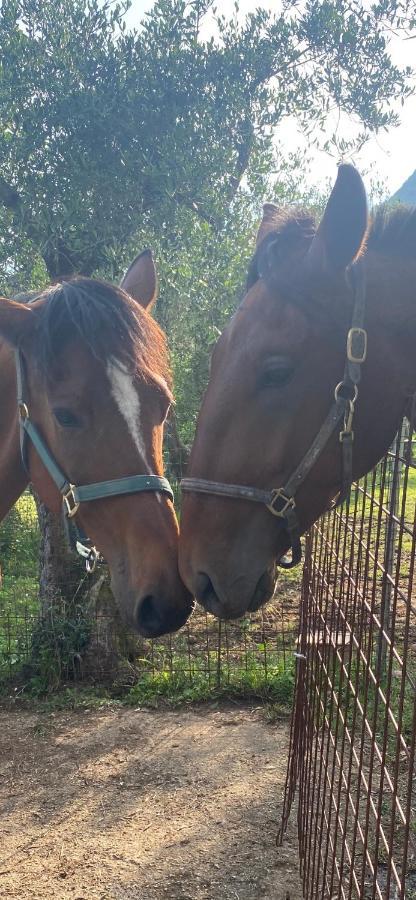 Sotto Il Cielo Di Toscana Appartamenti In Tenuta Only Adults No Pet كامايوري المظهر الخارجي الصورة