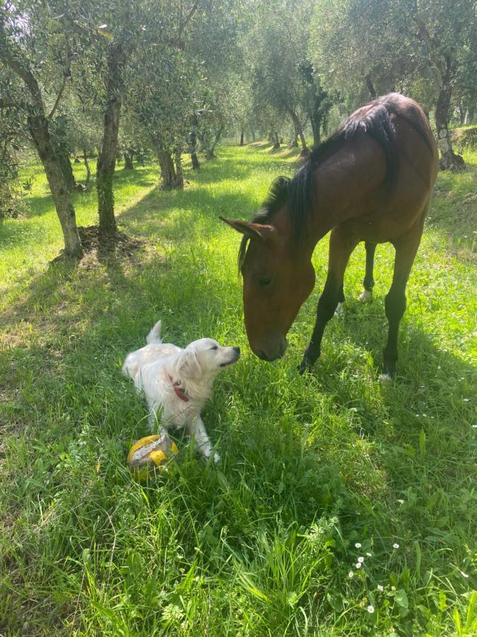 Sotto Il Cielo Di Toscana Appartamenti In Tenuta Only Adults No Pet كامايوري المظهر الخارجي الصورة